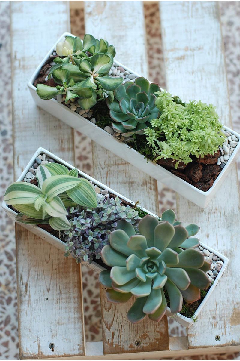 福祿桐組合小盆景 Polyscias Arrangement